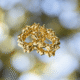 Bold Bamboo Hoops - Thumbnail Image 3